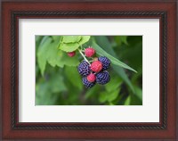 Framed Black Raspberries