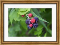 Framed Black Raspberries