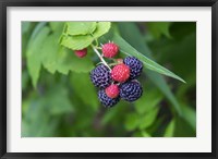 Framed Black Raspberries