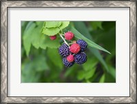 Framed Black Raspberries