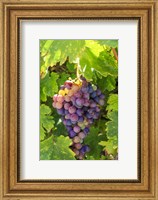 Framed Santa Barbara Grapes