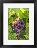 Framed Santa Barbara Grapes