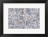 Framed Winter Aspens Closeup