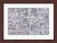 Framed Winter Aspens Closeup