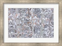 Framed Winter Aspens Closeup