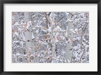 Framed Winter Aspens Closeup