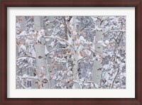 Framed Winter Aspens Closeup