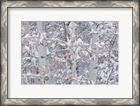 Framed Winter Aspens Closeup