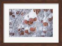 Framed Orchard in Winter