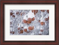 Framed Orchard in Winter