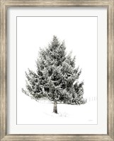 Framed Lone Pine