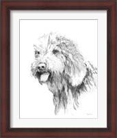 Framed 'Goldendoodle Sketch' border=