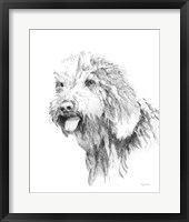 Framed Goldendoodle Sketch