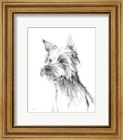 Framed Yorkshire Terrier Sketch