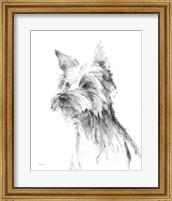 Framed 'Yorkshire Terrier Sketch' border=