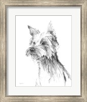Framed Yorkshire Terrier Sketch
