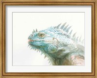Framed Tropical Iguana