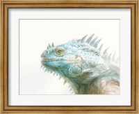 Framed Tropical Iguana