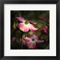 Framed Pink Dogwood II