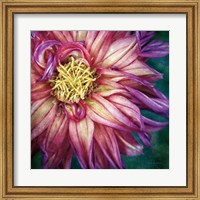 Framed Dahlia I