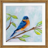 Framed Bluebird