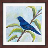 Framed Indigo Bunting