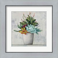 Framed Succulent Still Life I