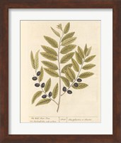 Framed 'Olive Branch I' border=