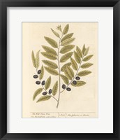 Framed 'Olive Branch I' border=