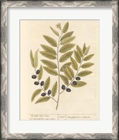 Framed Olive Branch I