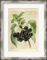 Framed Cherries, After J. Wright