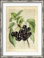 Framed Cherries, After J. Wright