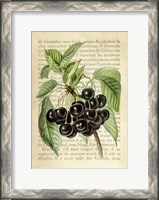 Framed Cherries, After J. Wright