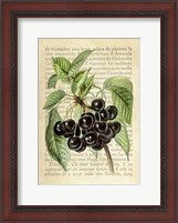 Framed Cherries, After J. Wright