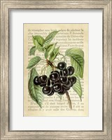 Framed Cherries, After J. Wright