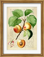 Framed Apricot, After Redoute