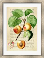 Framed Apricot, After Redoute