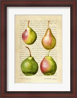 Framed Pears, After Redoute