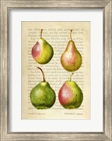 Framed Pears, After Redoute