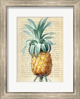 Framed Pineapple, After Redoute