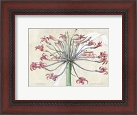 Framed Josephine's Lily, After Redoute