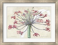 Framed Josephine's Lily, After Redoute