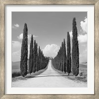 Framed Cypress alley, San Quirico d'Orcia, Tuscany (detail)