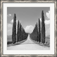 Framed Cypress alley, San Quirico d'Orcia, Tuscany (detail)