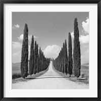 Framed Cypress alley, San Quirico d'Orcia, Tuscany (detail)