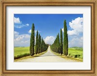 Framed Cypress alley, San Quirico d'Orcia, Tuscany