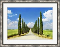 Framed Cypress alley, San Quirico d'Orcia, Tuscany