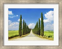 Framed Cypress alley, San Quirico d'Orcia, Tuscany