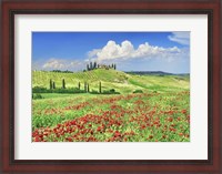 Framed Farmhouse with Cypresses and Poppies, Val d'Orcia, Tuscany