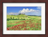 Framed Farmhouse with Cypresses and Poppies, Val d'Orcia, Tuscany